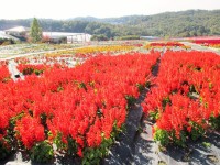 H26世羅ゆり園10