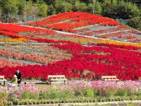 H26世羅ゆり園07