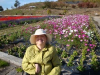 H26世羅ゆり園03