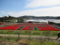 H26世羅ゆり園02