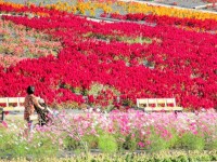 H26世羅ゆり園06